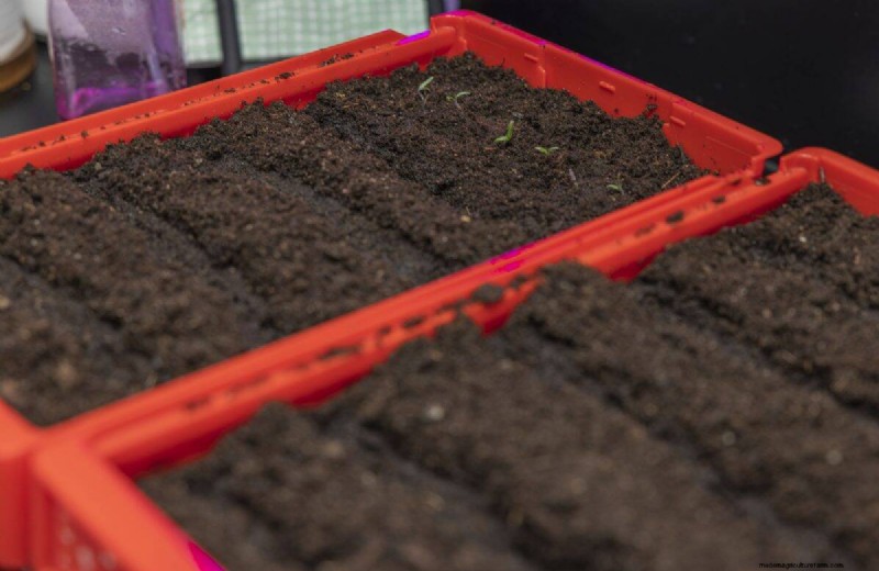 Risoluzione dei problemi di germinazione dei semi primaverili:21 problemi e soluzioni comuni 