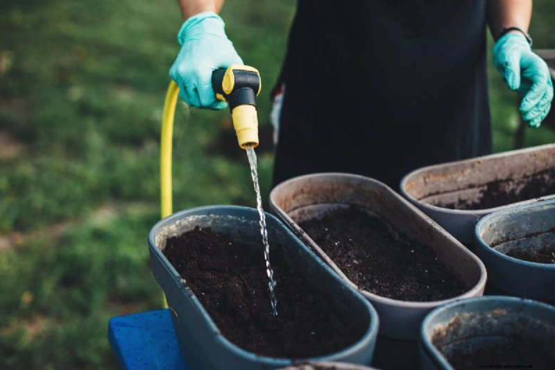 Risoluzione dei problemi di germinazione dei semi primaverili:21 problemi e soluzioni comuni 
