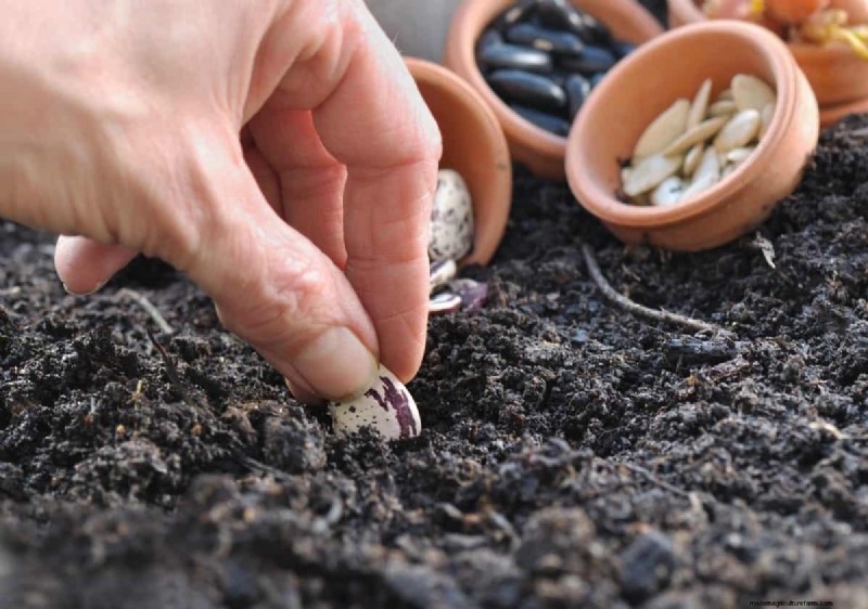 Risoluzione dei problemi di germinazione dei semi primaverili:21 problemi e soluzioni comuni 
