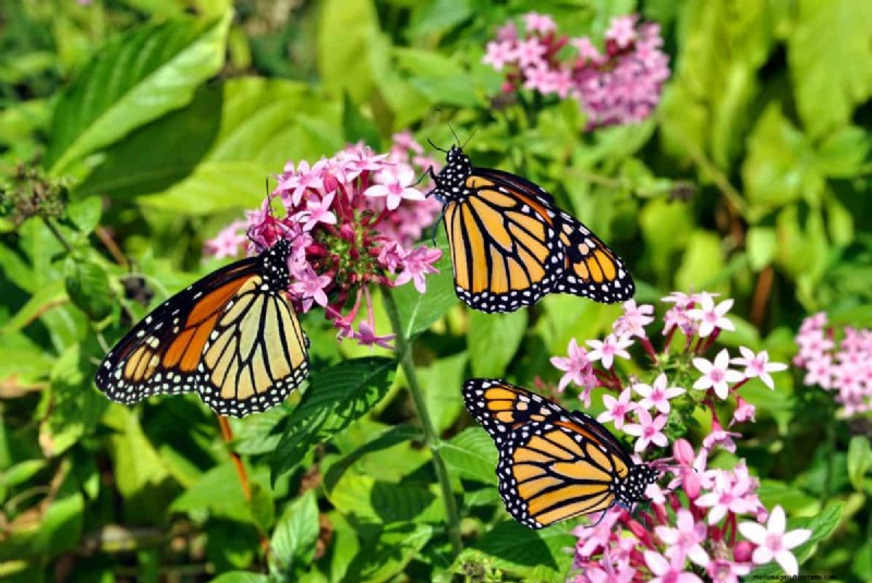 Schmetterlinge anlocken:24 wunderschöne Pflanzen, um Schmetterlingspopulationen zu retten 