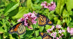 Schmetterlinge anlocken:24 wunderschöne Pflanzen, um Schmetterlingspopulationen zu retten 