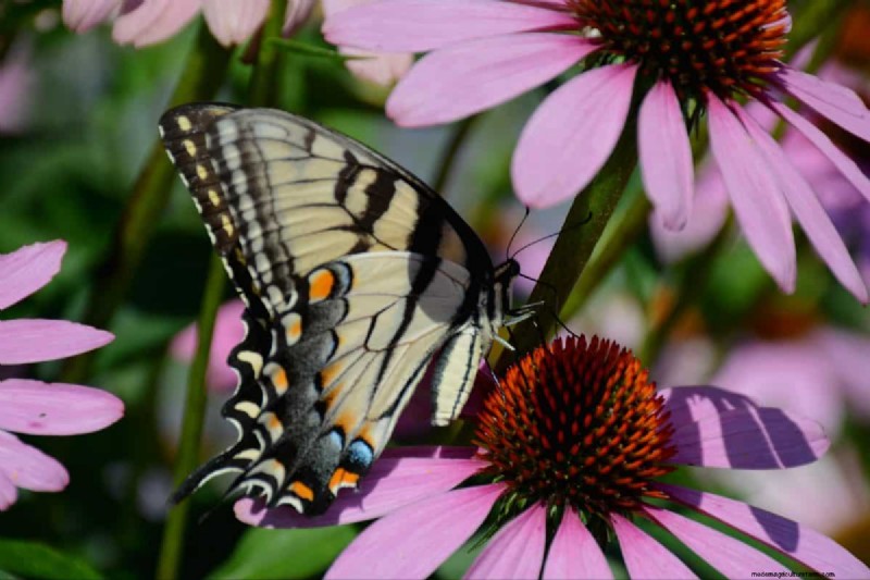 Schmetterlinge anlocken:24 wunderschöne Pflanzen, um Schmetterlingspopulationen zu retten 