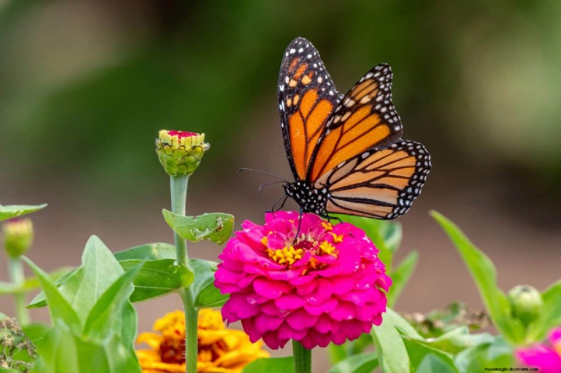 Schmetterlinge anlocken:24 wunderschöne Pflanzen, um Schmetterlingspopulationen zu retten 