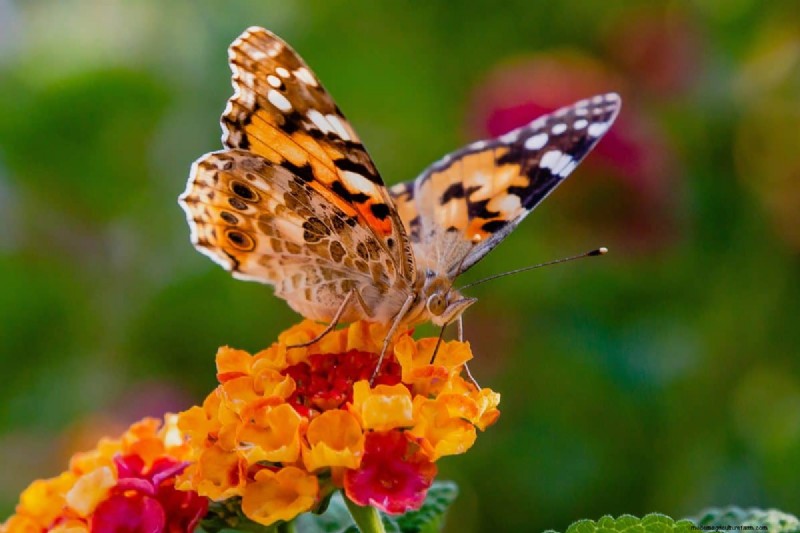 Schmetterlinge anlocken:24 wunderschöne Pflanzen, um Schmetterlingspopulationen zu retten 