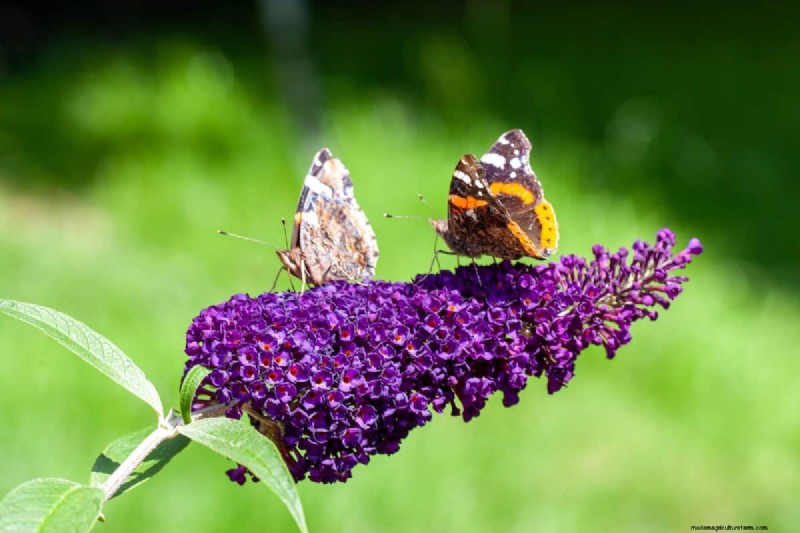 Schmetterlinge anlocken:24 wunderschöne Pflanzen, um Schmetterlingspopulationen zu retten 