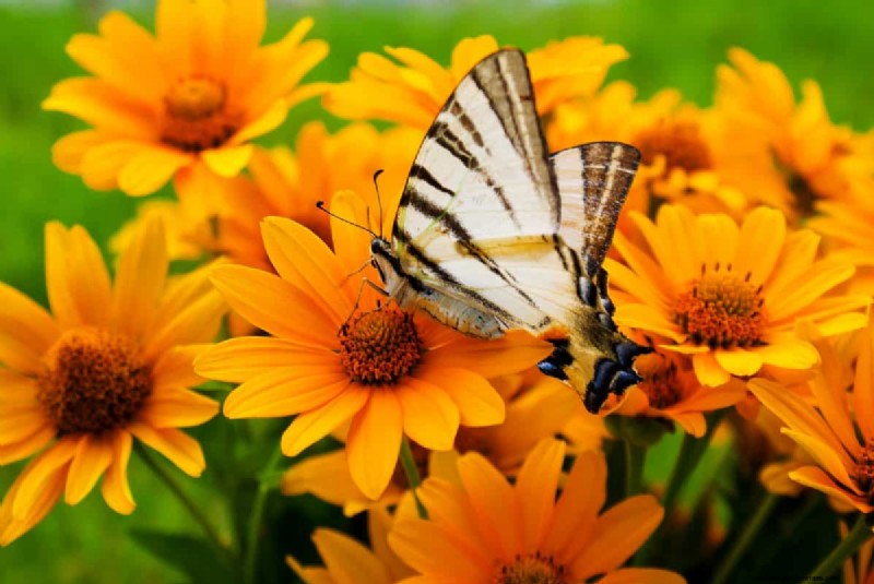 Schmetterlinge anlocken:24 wunderschöne Pflanzen, um Schmetterlingspopulationen zu retten 