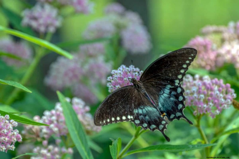 Schmetterlinge anlocken:24 wunderschöne Pflanzen, um Schmetterlingspopulationen zu retten 