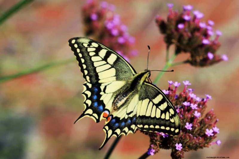Schmetterlinge anlocken:24 wunderschöne Pflanzen, um Schmetterlingspopulationen zu retten 