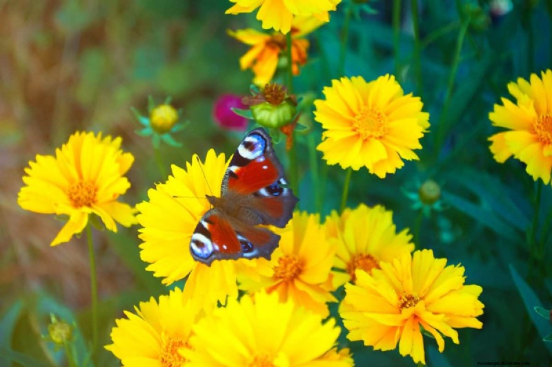 Schmetterlinge anlocken:24 wunderschöne Pflanzen, um Schmetterlingspopulationen zu retten 
