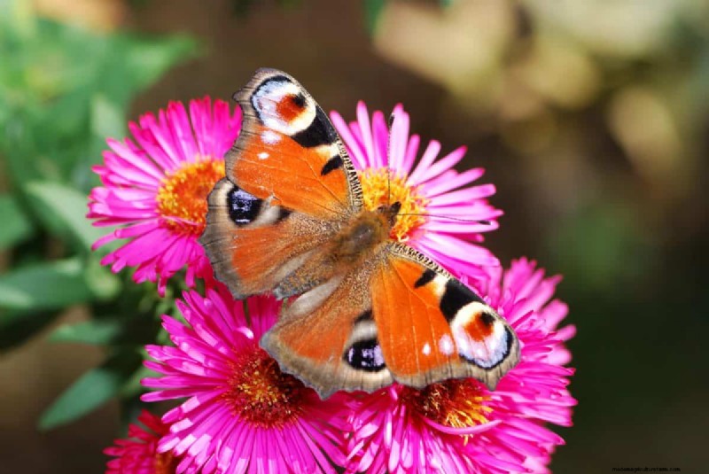 Schmetterlinge anlocken:24 wunderschöne Pflanzen, um Schmetterlingspopulationen zu retten 