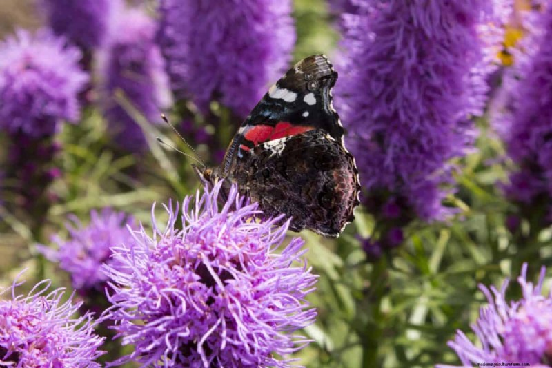 Schmetterlinge anlocken:24 wunderschöne Pflanzen, um Schmetterlingspopulationen zu retten 