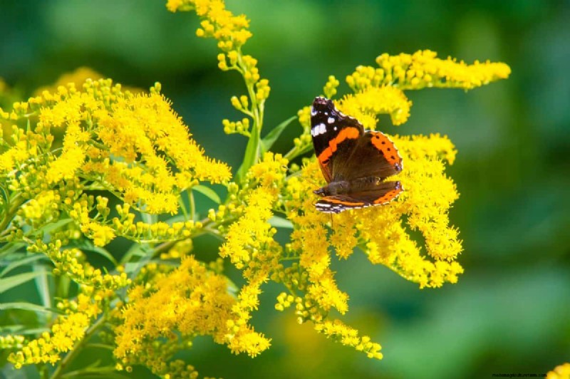 Schmetterlinge anlocken:24 wunderschöne Pflanzen, um Schmetterlingspopulationen zu retten 