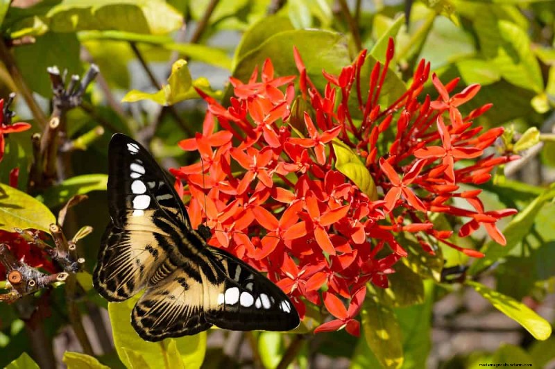 Schmetterlinge anlocken:24 wunderschöne Pflanzen, um Schmetterlingspopulationen zu retten 