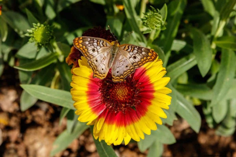 Schmetterlinge anlocken:24 wunderschöne Pflanzen, um Schmetterlingspopulationen zu retten 