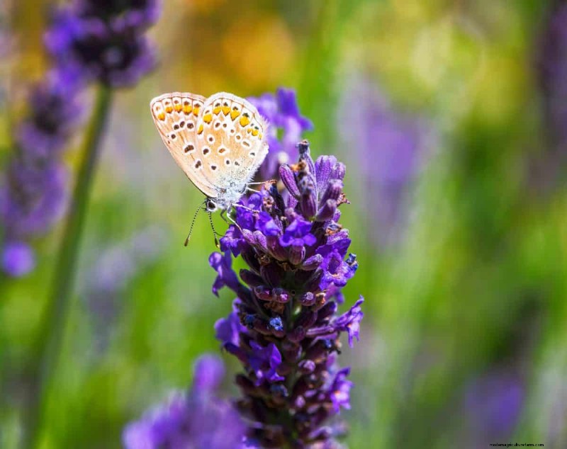 Schmetterlinge anlocken:24 wunderschöne Pflanzen, um Schmetterlingspopulationen zu retten 
