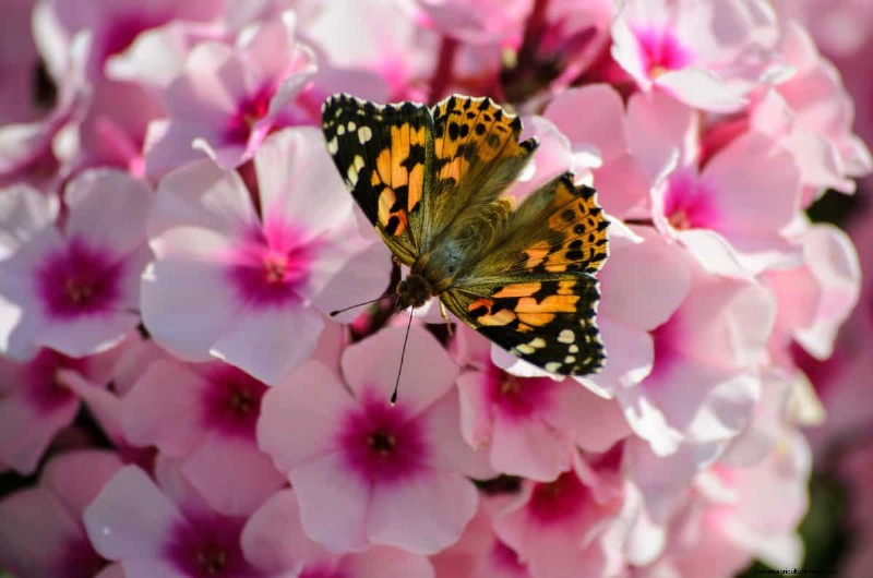 Schmetterlinge anlocken:24 wunderschöne Pflanzen, um Schmetterlingspopulationen zu retten 
