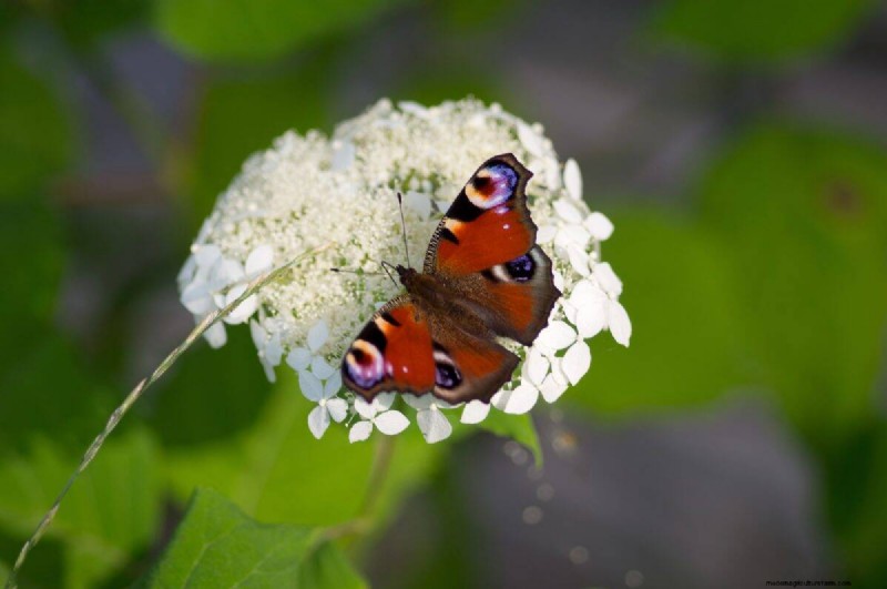 Schmetterlinge anlocken:24 wunderschöne Pflanzen, um Schmetterlingspopulationen zu retten 