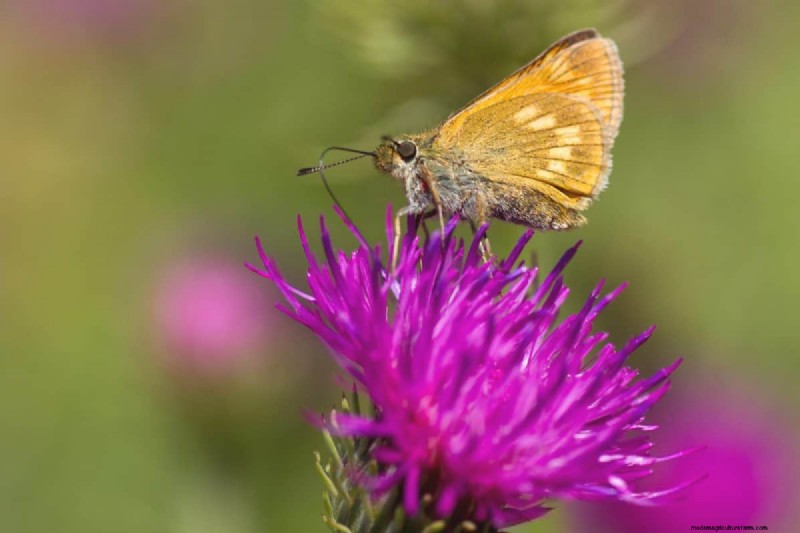 Schmetterlinge anlocken:24 wunderschöne Pflanzen, um Schmetterlingspopulationen zu retten 