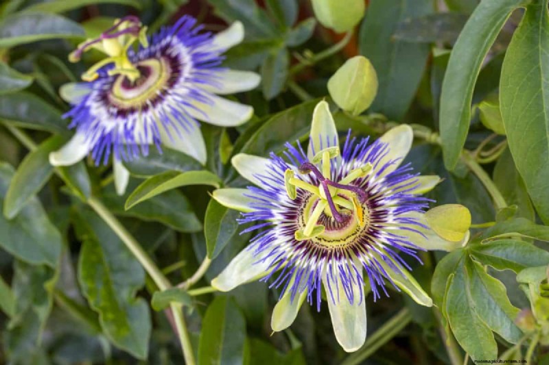 Schmetterlinge anlocken:24 wunderschöne Pflanzen, um Schmetterlingspopulationen zu retten 