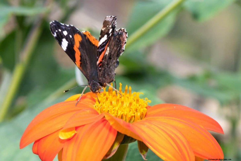Schmetterlinge anlocken:24 wunderschöne Pflanzen, um Schmetterlingspopulationen zu retten 