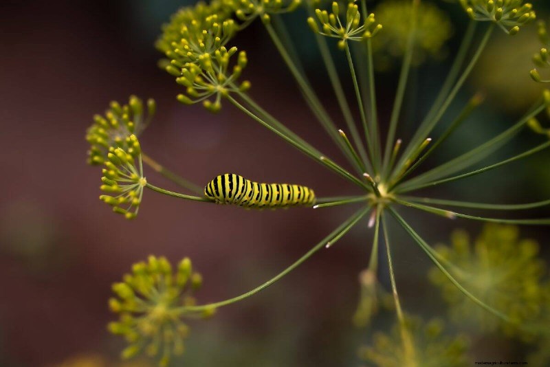 Schmetterlinge anlocken:24 wunderschöne Pflanzen, um Schmetterlingspopulationen zu retten 