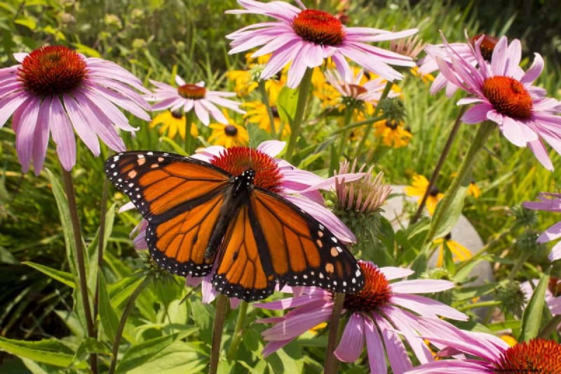 Schmetterlinge anlocken:24 wunderschöne Pflanzen, um Schmetterlingspopulationen zu retten 