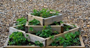 Técnicas de jardinería innovadoras:consejos respaldados por la ciencia para una cosecha abundante 