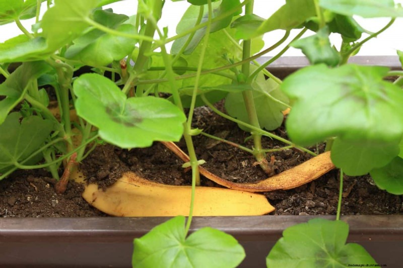 Técnicas de jardinería innovadoras:consejos respaldados por la ciencia para una cosecha abundante 