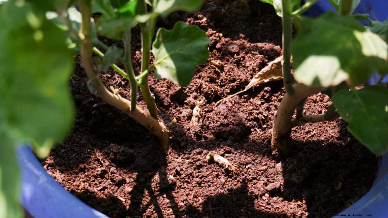 Técnicas de jardinería innovadoras:consejos respaldados por la ciencia para una cosecha abundante 