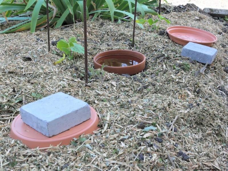 Técnicas de jardinería innovadoras:consejos respaldados por la ciencia para una cosecha abundante 