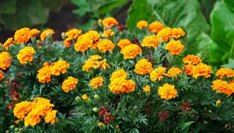 Técnicas de jardinería innovadoras:consejos respaldados por la ciencia para una cosecha abundante 