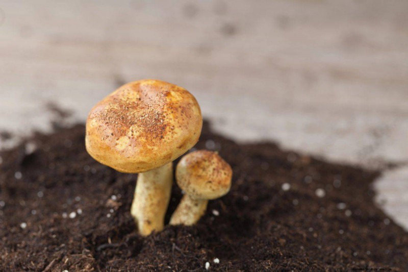 Técnicas de jardinería innovadoras:consejos respaldados por la ciencia para una cosecha abundante 