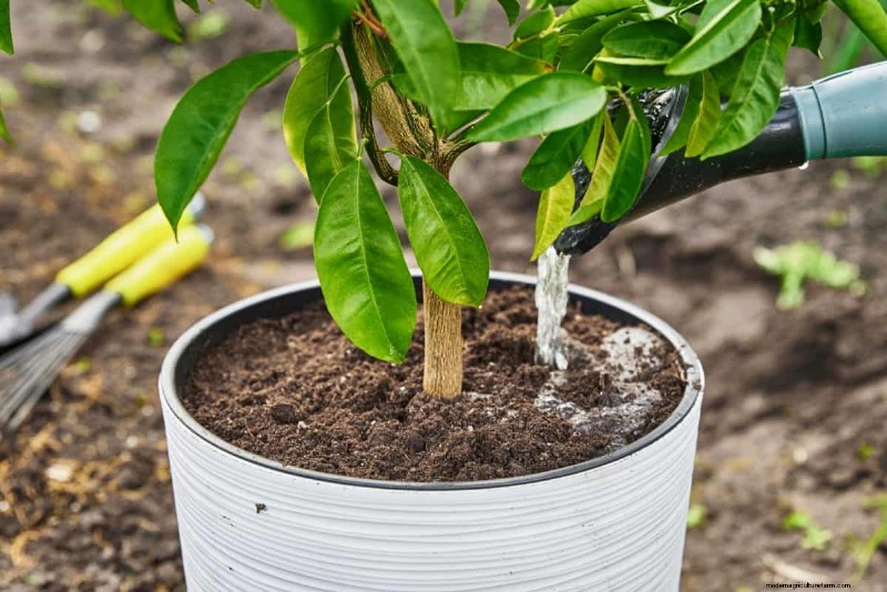 Técnicas de jardinería innovadoras:consejos respaldados por la ciencia para una cosecha abundante 