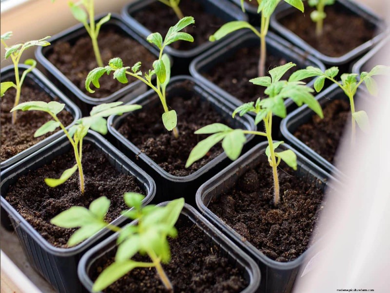 Técnicas de jardinería innovadoras:consejos respaldados por la ciencia para una cosecha abundante 