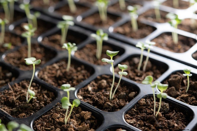 Técnicas de jardinería innovadoras:consejos respaldados por la ciencia para una cosecha abundante 