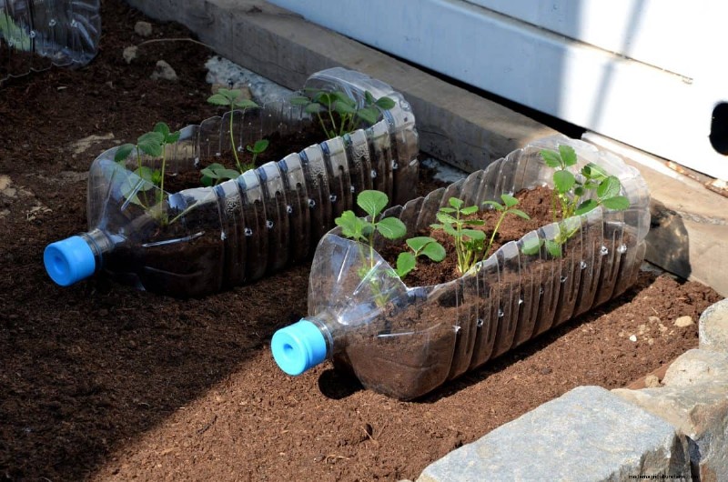 Técnicas de jardinería innovadoras:consejos respaldados por la ciencia para una cosecha abundante 