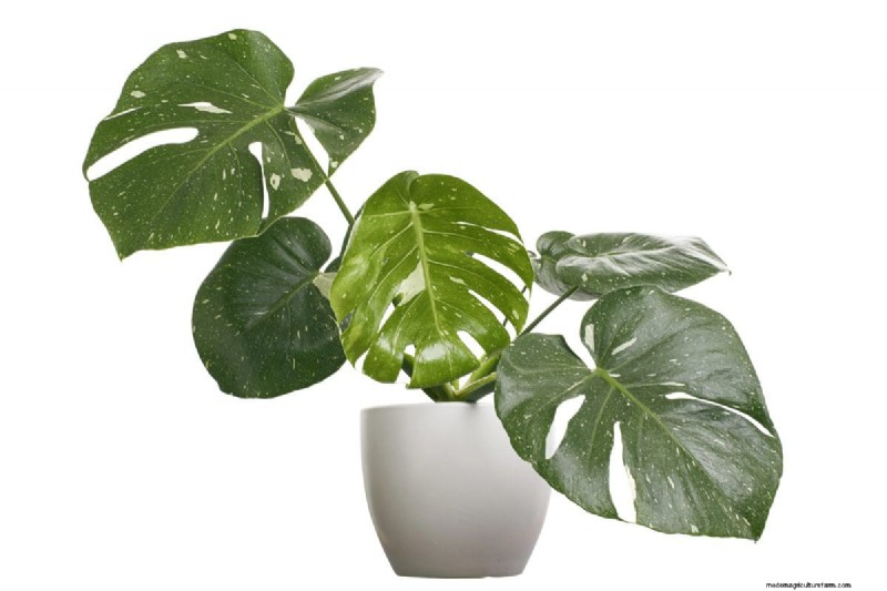 Seltene Monstera-Sorten:Erweitern Sie Ihre Frühlingspflanzensammlung 