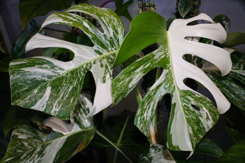 Seltene Monstera-Sorten:Erweitern Sie Ihre Frühlingspflanzensammlung 