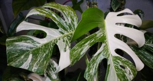 Seltene Monstera-Sorten:Erweitern Sie Ihre Frühlingspflanzensammlung 
