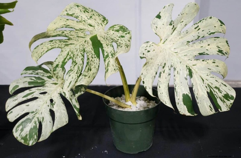 Seltene Monstera-Sorten:Erweitern Sie Ihre Frühlingspflanzensammlung 