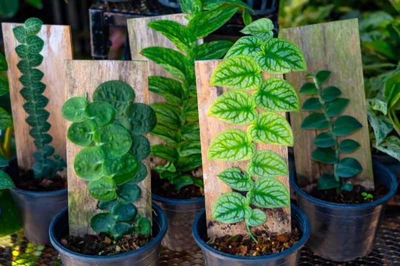 Seltene Monstera-Sorten:Erweitern Sie Ihre Frühlingspflanzensammlung 