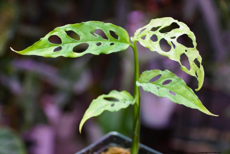 Seltene Monstera-Sorten:Erweitern Sie Ihre Frühlingspflanzensammlung 