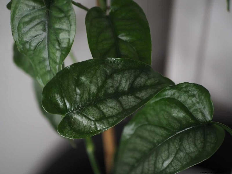 Seltene Monstera-Sorten:Erweitern Sie Ihre Frühlingspflanzensammlung 