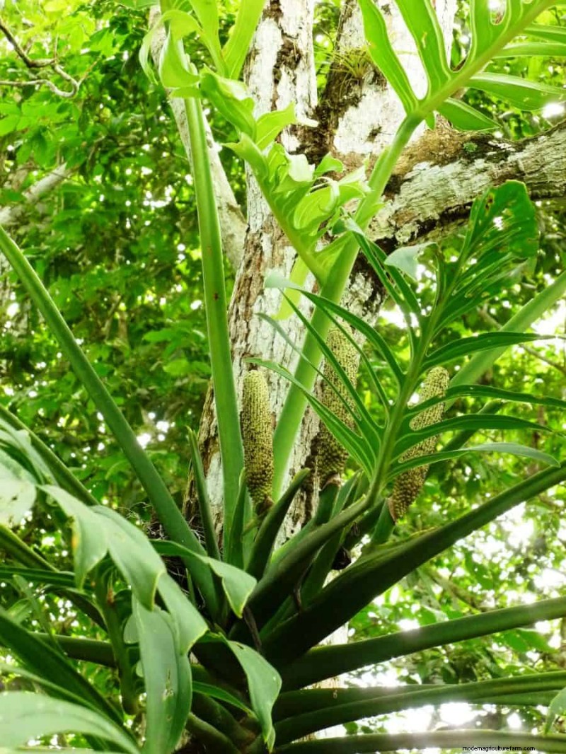 Seltene Monstera-Sorten:Erweitern Sie Ihre Frühlingspflanzensammlung 