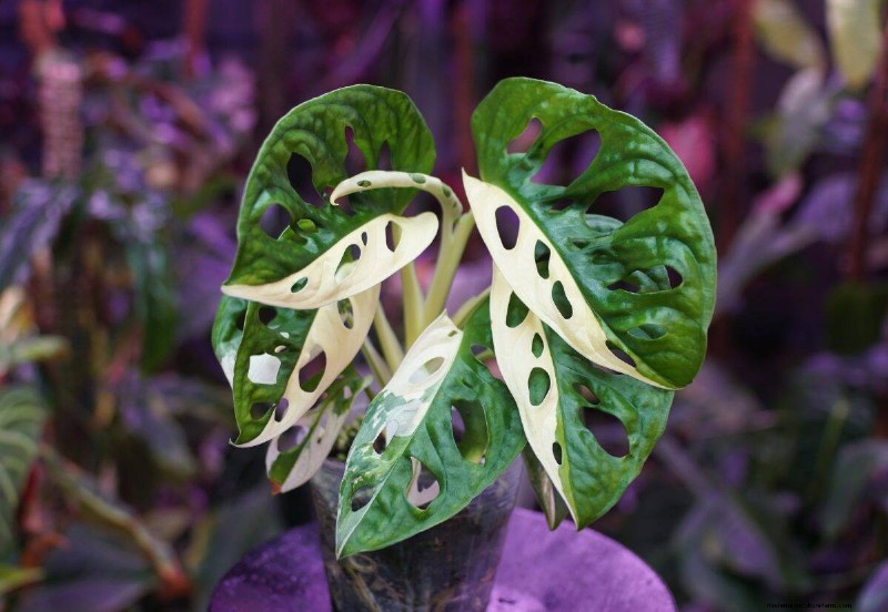 Seltene Monstera-Sorten:Erweitern Sie Ihre Frühlingspflanzensammlung 