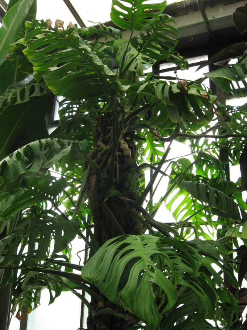 Seltene Monstera-Sorten:Erweitern Sie Ihre Frühlingspflanzensammlung 