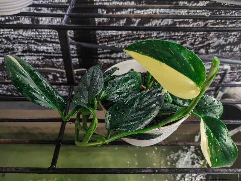 Seltene Monstera-Sorten:Erweitern Sie Ihre Frühlingspflanzensammlung 