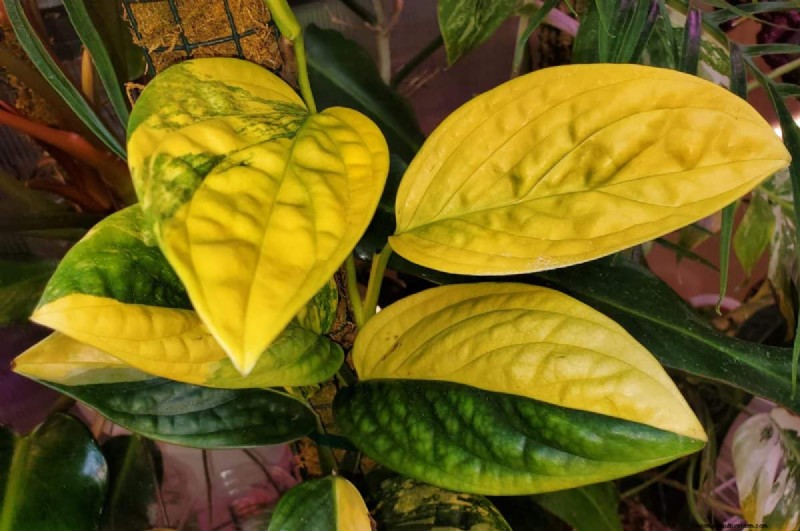 Seltene Monstera-Sorten:Erweitern Sie Ihre Frühlingspflanzensammlung 