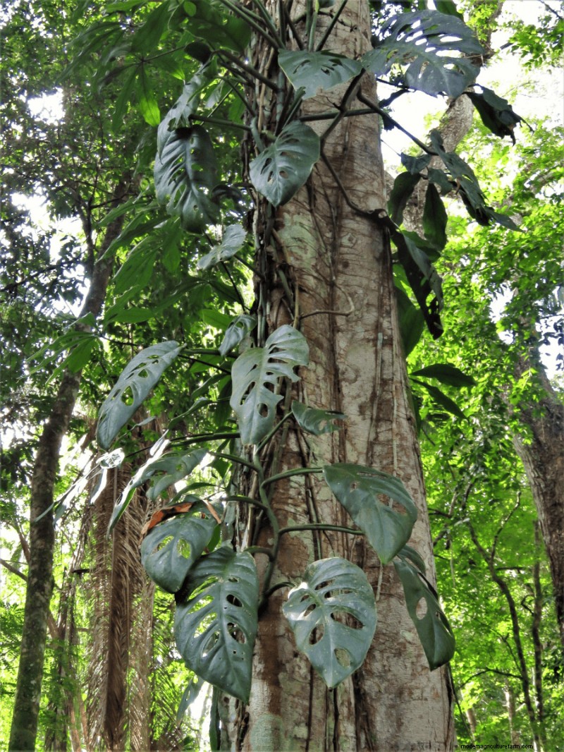 Seltene Monstera-Sorten:Erweitern Sie Ihre Frühlingspflanzensammlung 