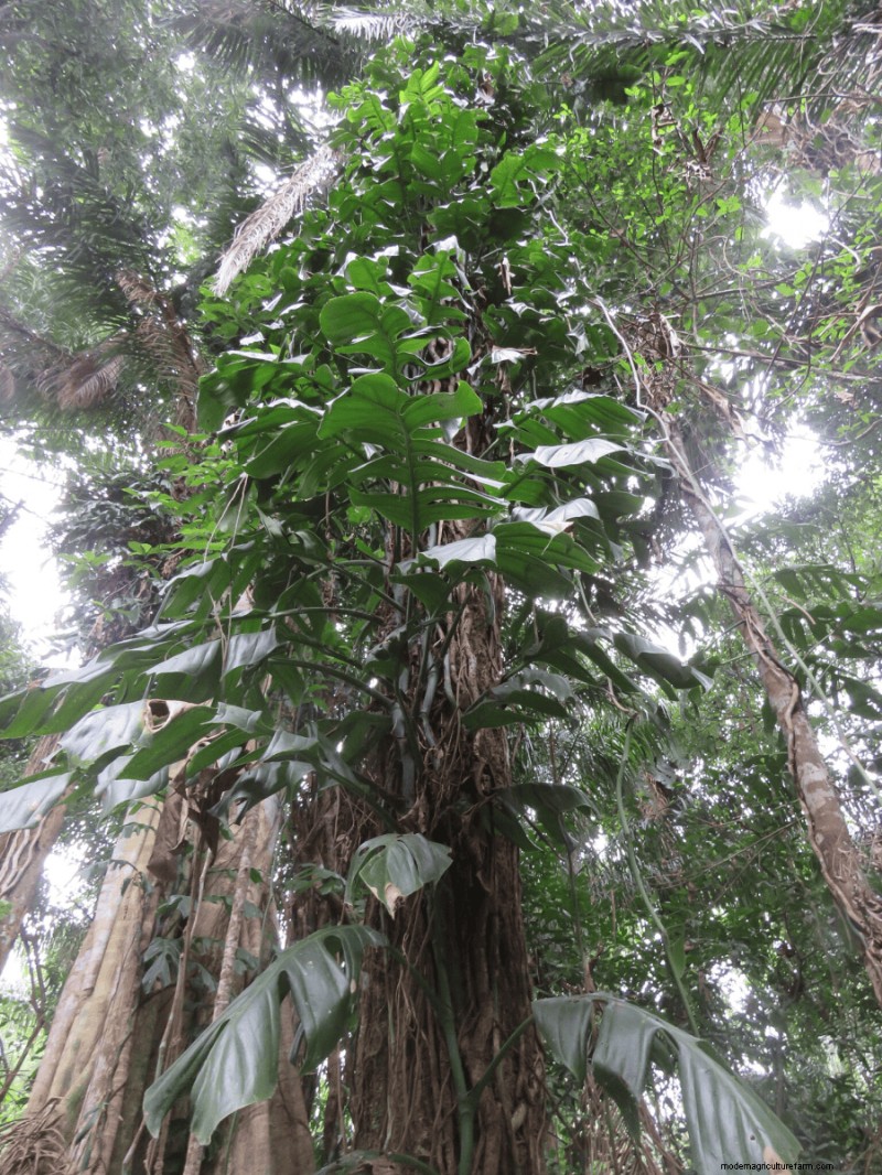 Seltene Monstera-Sorten:Erweitern Sie Ihre Frühlingspflanzensammlung 
